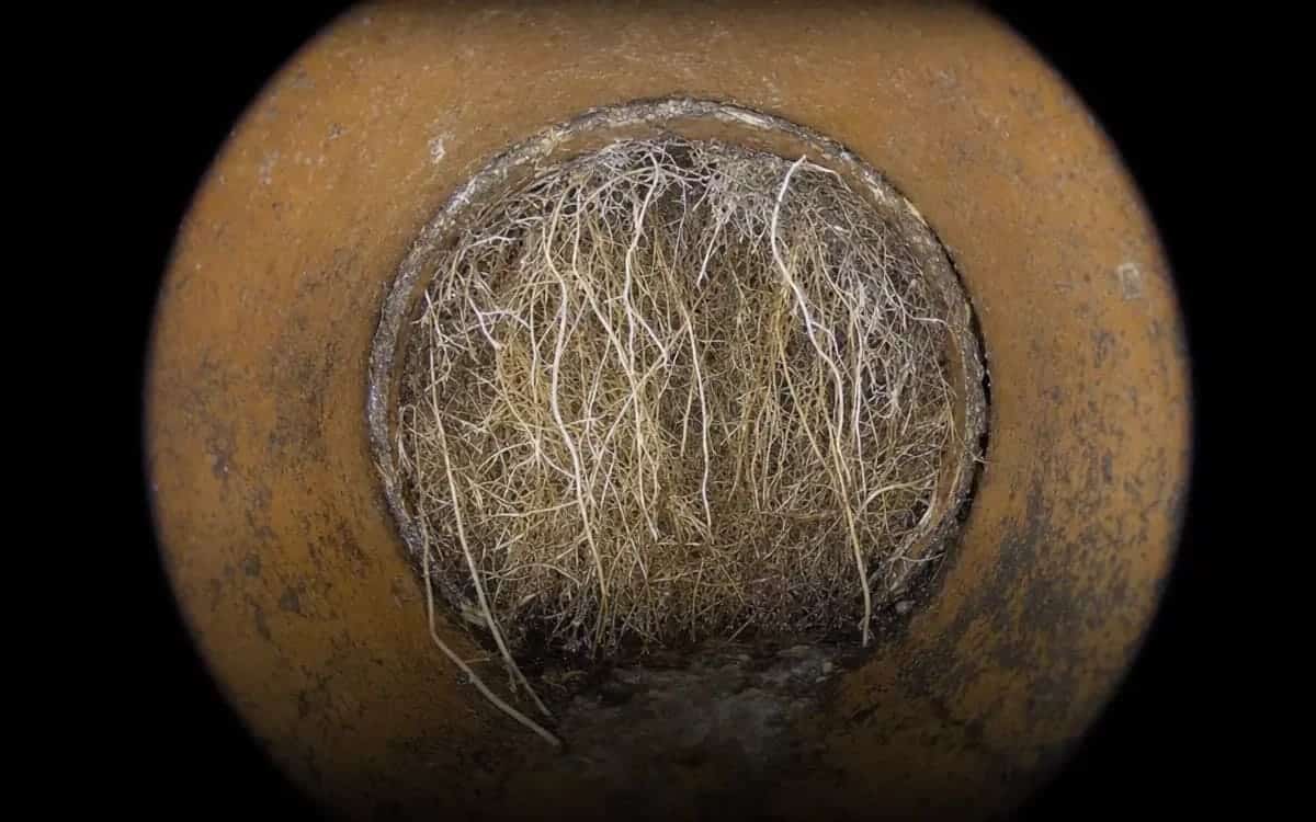 Picote HD camera footage showing silver maple root mass blocking clay tile sewer joint in Ferndale, MI