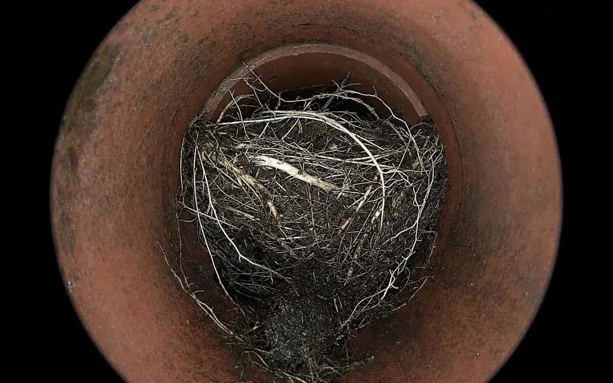 Silver maple root mass at clay joint before root cutting — Royal Oak, MI