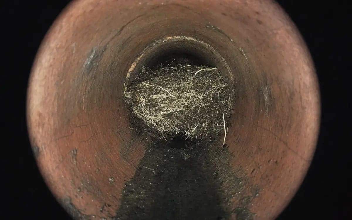 Root intrusion in clay lateral running under estate landscape — Birmingham, MI